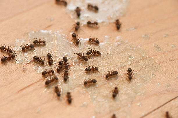 Insect Control in Van Vleck, TX